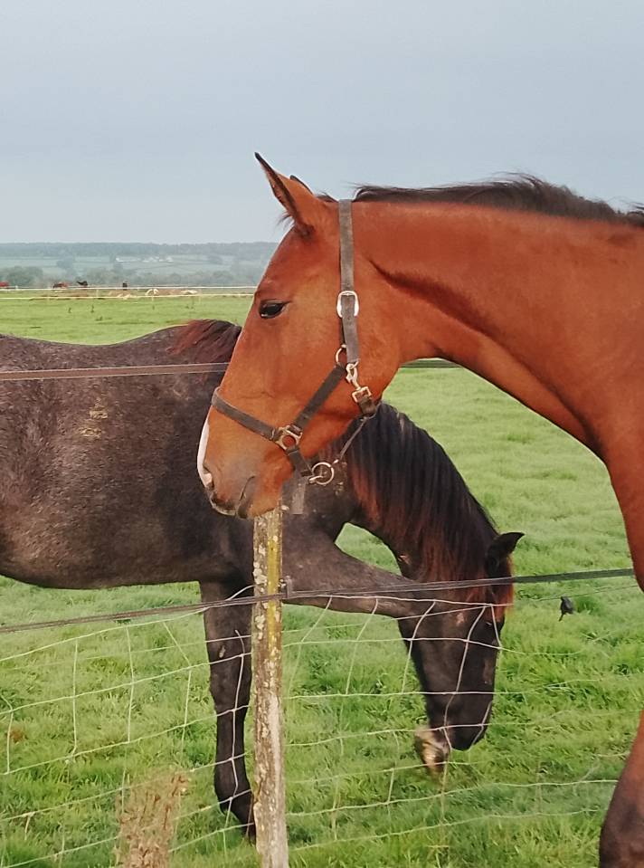 Gelding Selle Français For sale 2022 Bay