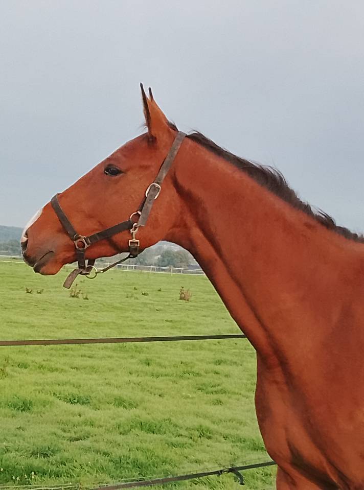 Gelding Selle Français For sale 2022 Bay