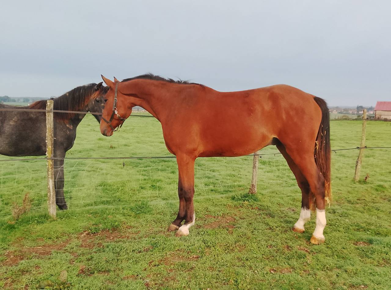 Gelding Selle Français For sale 2022 Bay