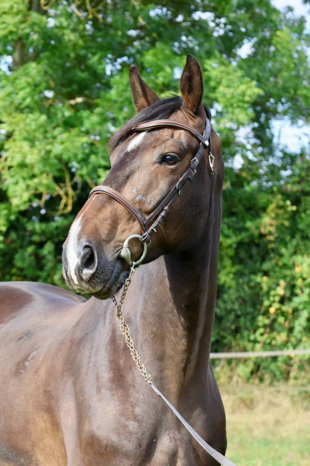 Gelding Selle Français For sale 2019 Bay