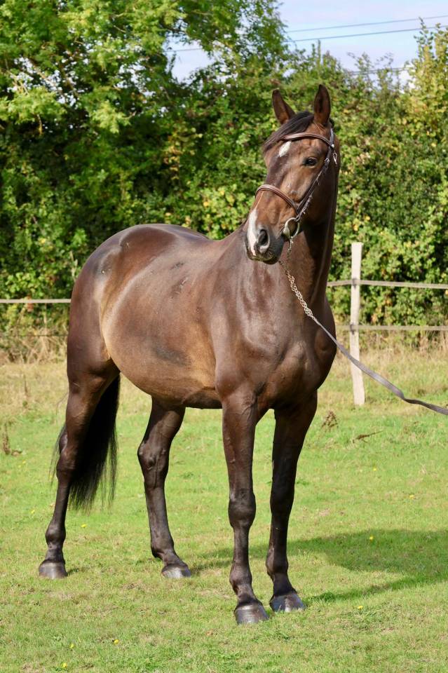 Gelding Selle Français For sale 2019 Bay