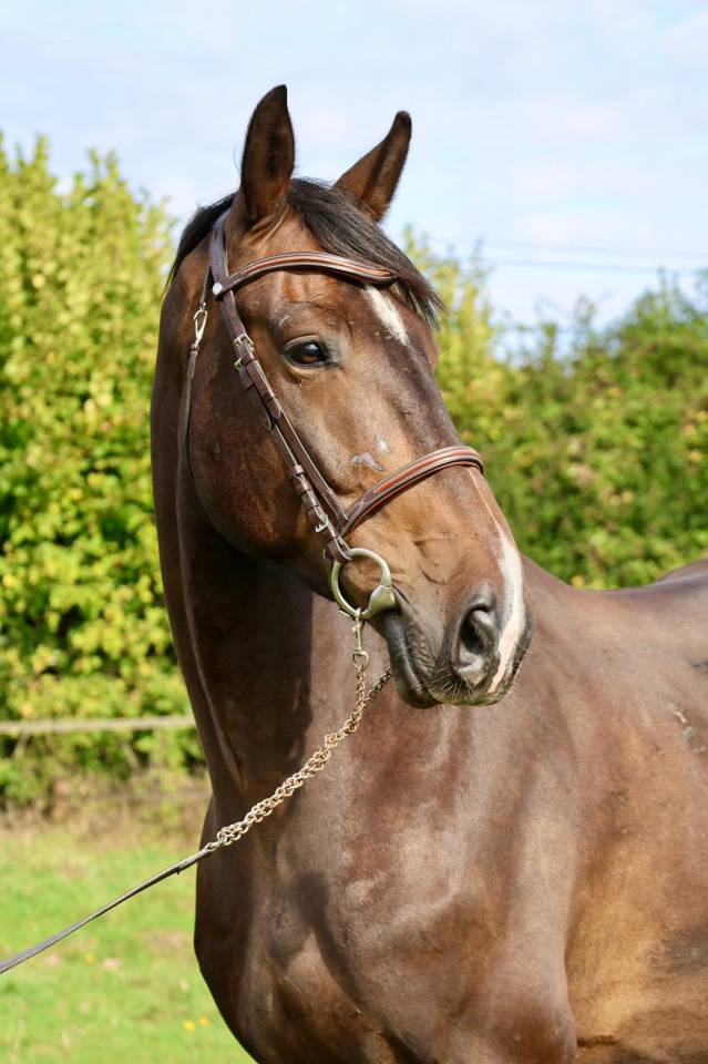 Gelding Selle Français For sale 2019 Bay