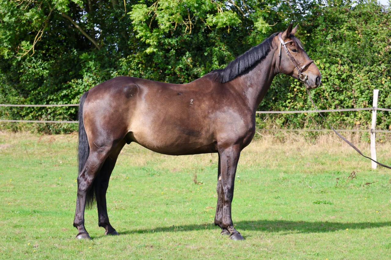 Gelding Selle Français For sale 2019 Bay