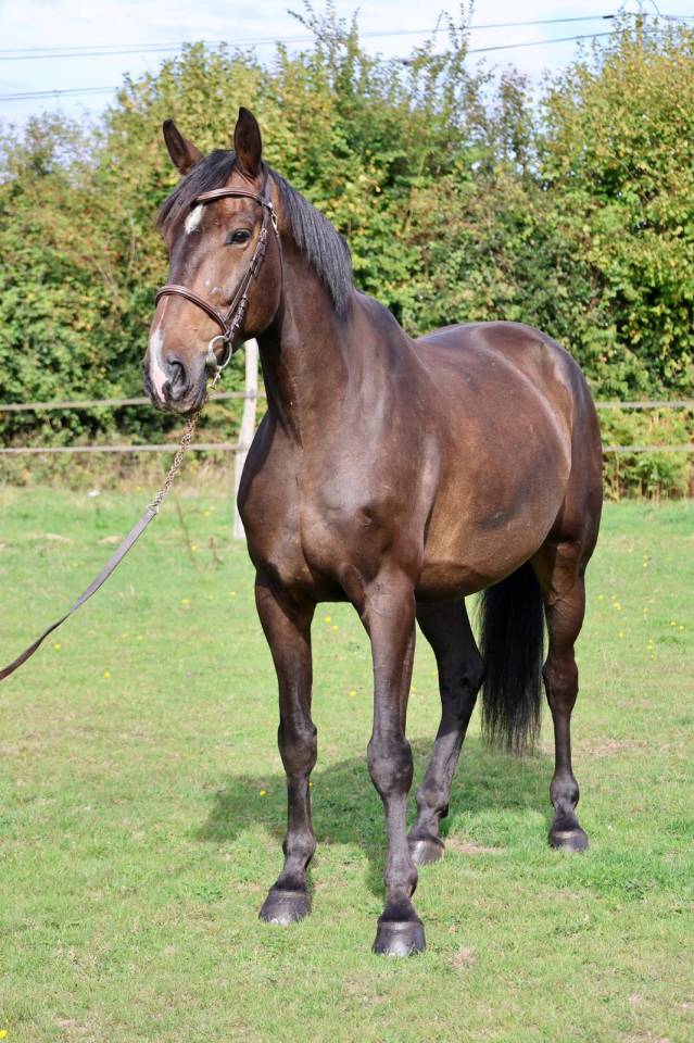 Gelding Selle Français For sale 2019 Bay