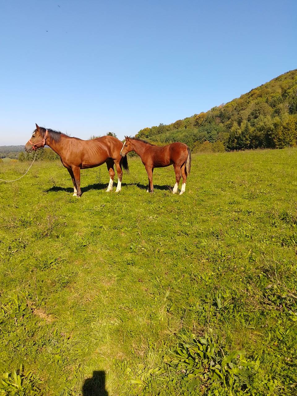 Colt Franche-Montagne For sale 2025 Bay