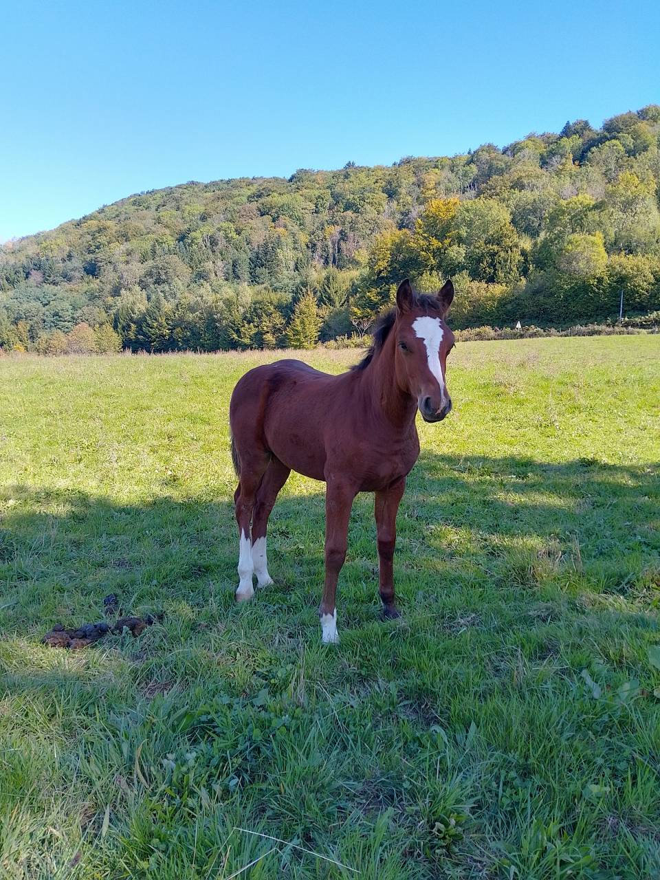 Colt Franche-Montagne For sale 2025 Bay