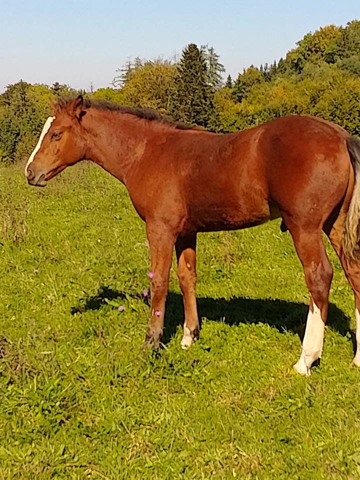 Colt Franche-Montagne For sale 2025 Bay