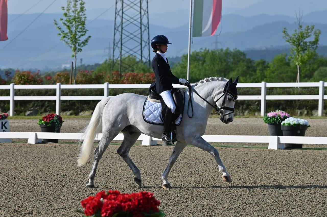 Gelding French Saddle Pony For sale 2008 Grey