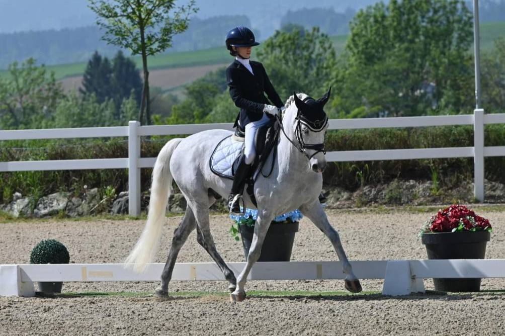 Gelding French Saddle Pony For sale 2008 Grey