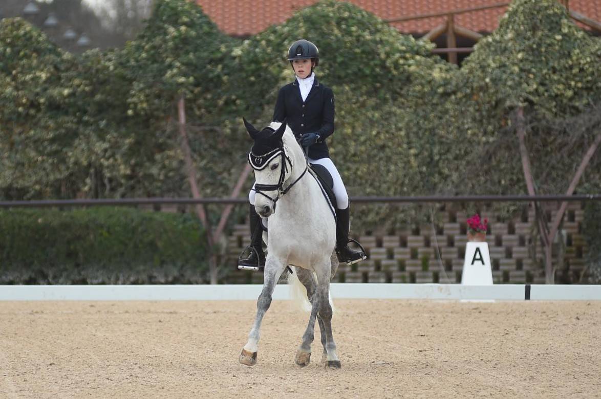 Gelding French Saddle Pony For sale 2008 Grey