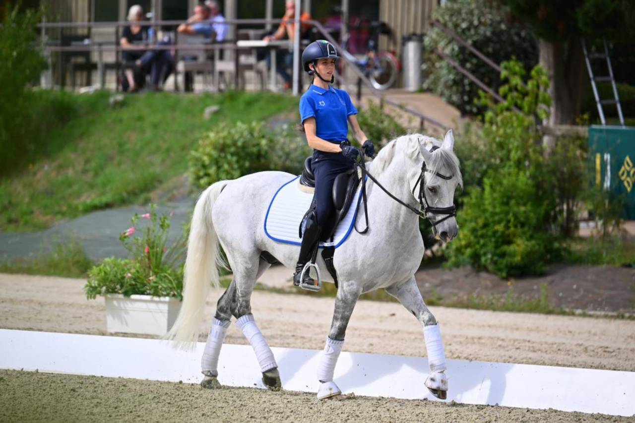 Gelding French Saddle Pony For sale 2008 Grey