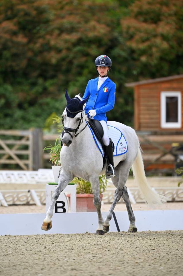 Gelding French Saddle Pony For sale 2008 Grey