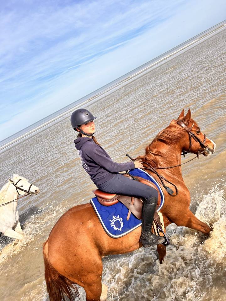 Gelding French Saddle Pony For sale 2015 Chesnut