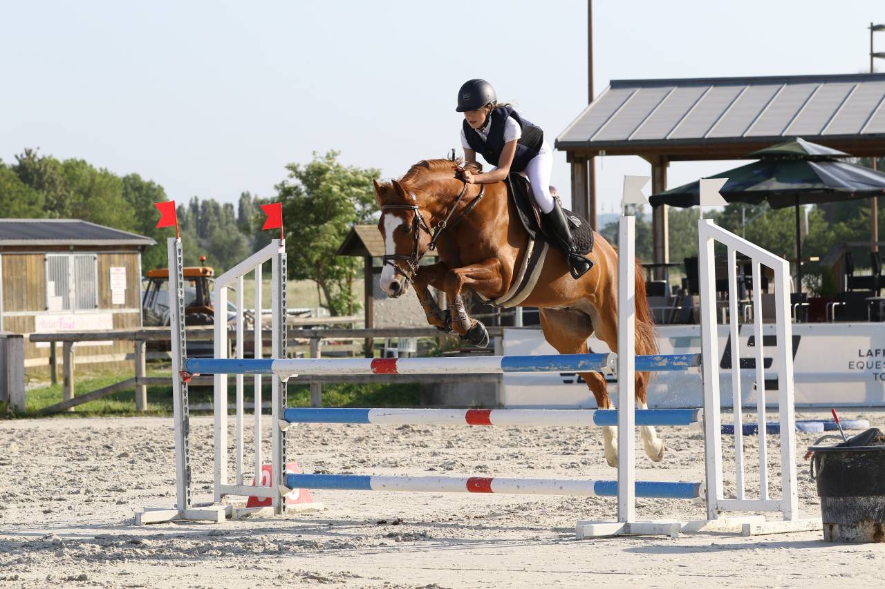 Gelding French Saddle Pony For sale 2015 Chesnut