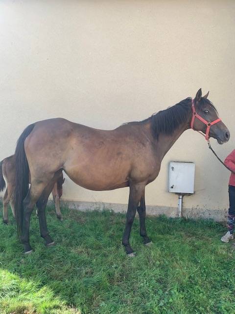 Broodmare Thoroughbred For sale 2011 Bay