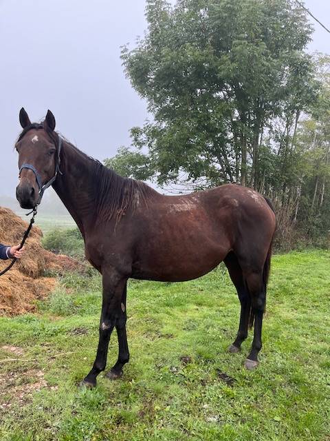 Broodmare Thoroughbred For sale 2011 Bay