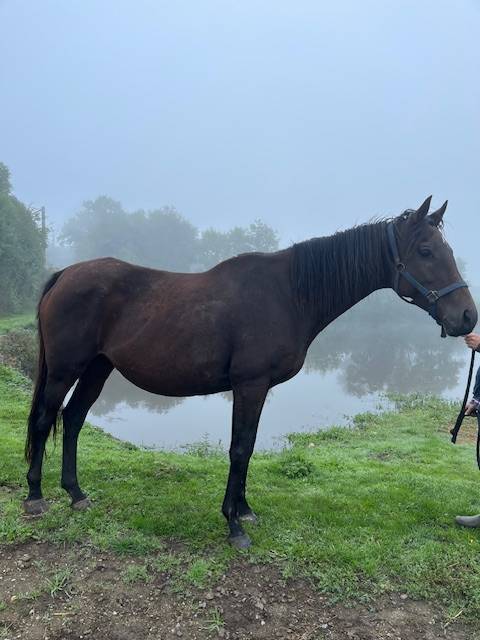 Broodmare Thoroughbred For sale 2011 Bay