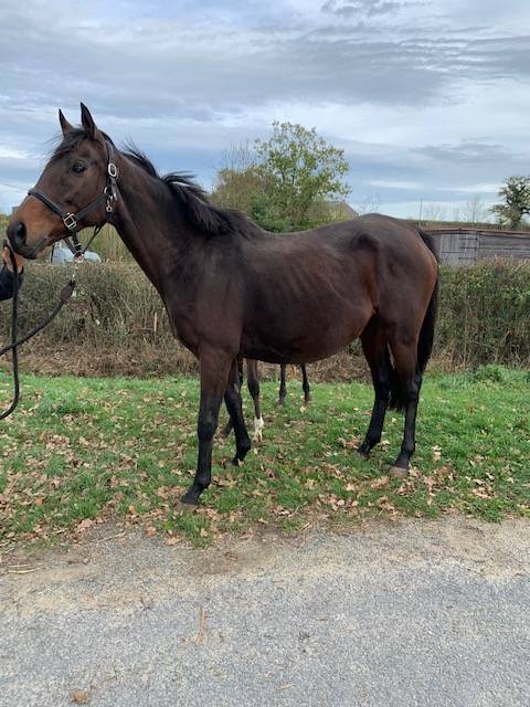 Broodmare Thoroughbred For sale 2011 Bay