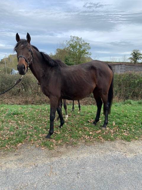 Broodmare Thoroughbred For sale 2011 Bay