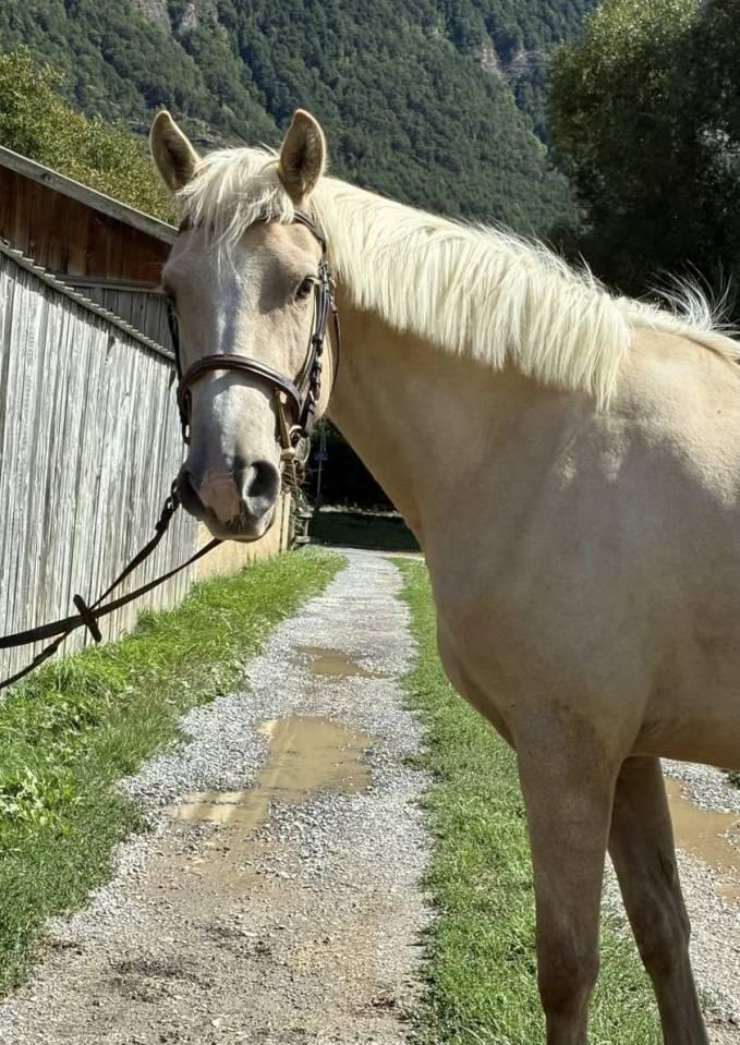 Mare Origin Recorded For sale 2022 Palomino