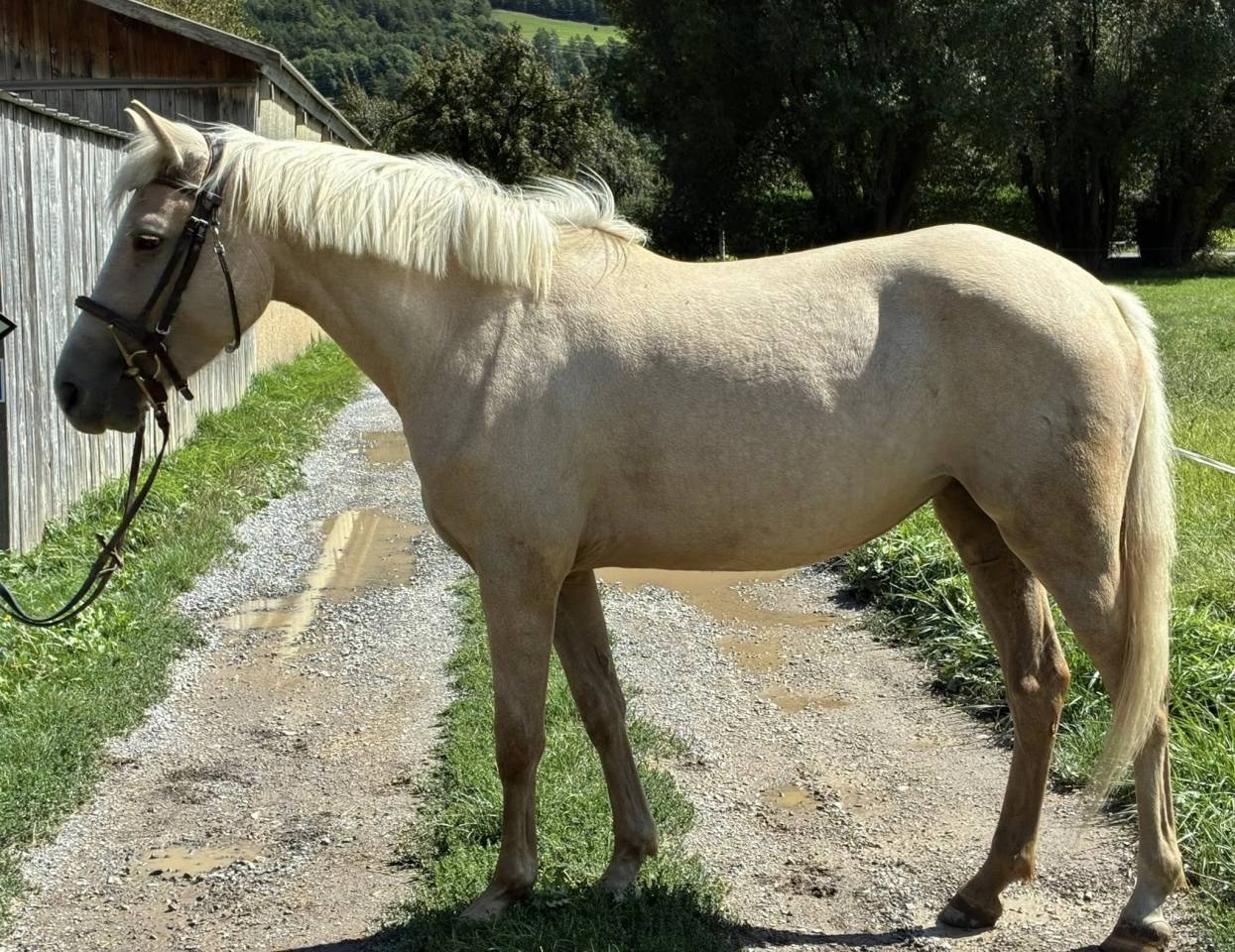 Mare Origin Recorded For sale 2022 Palomino