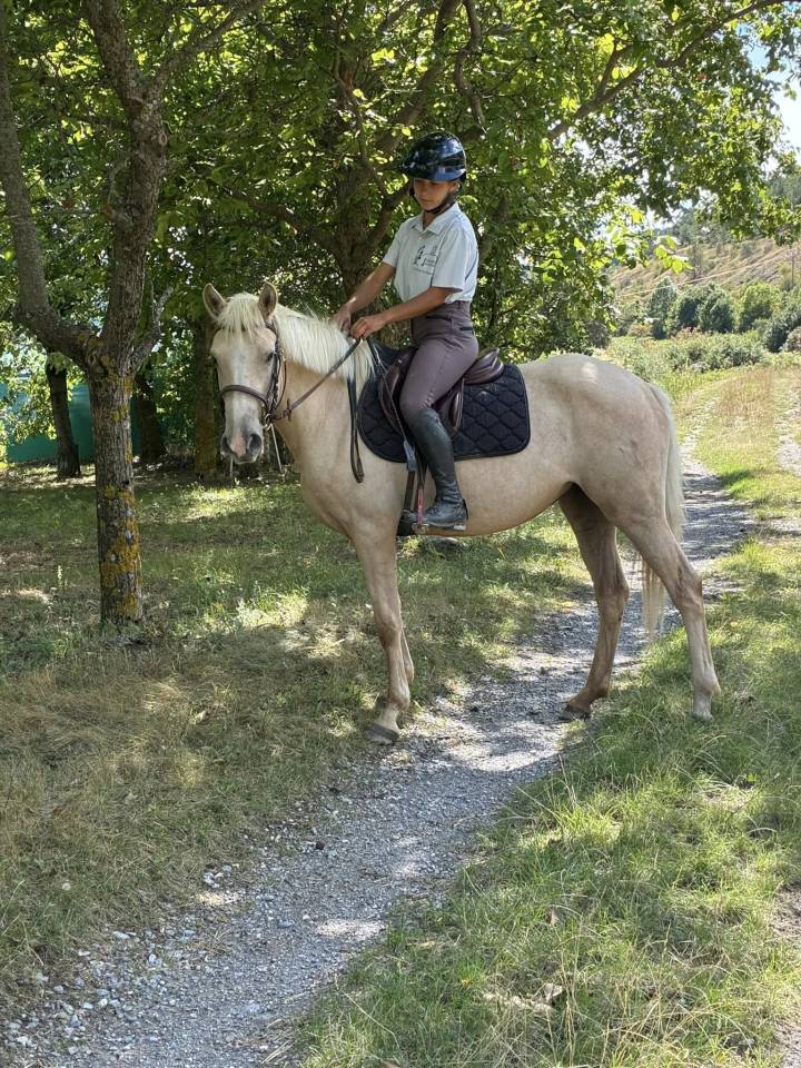 Mare Origin Recorded For sale 2022 Palomino