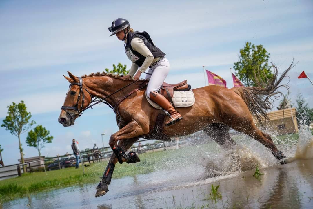 Mare BWP Belgian Warmblood For sale 2011 Chesnut