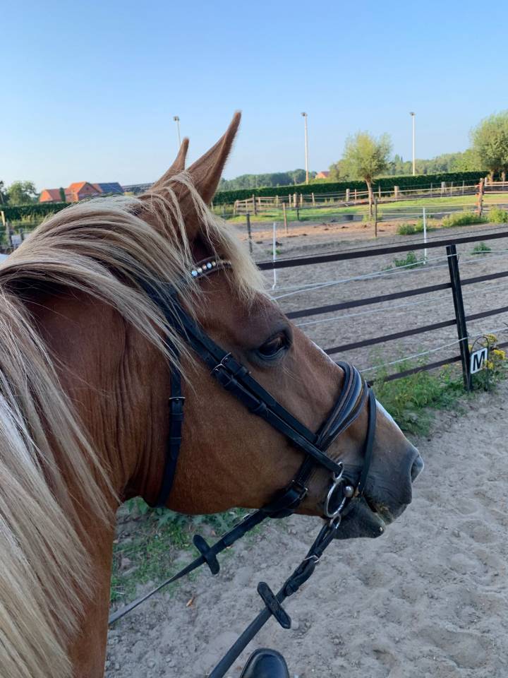 Mare BWP Belgian Warmblood For sale 2011 Chesnut