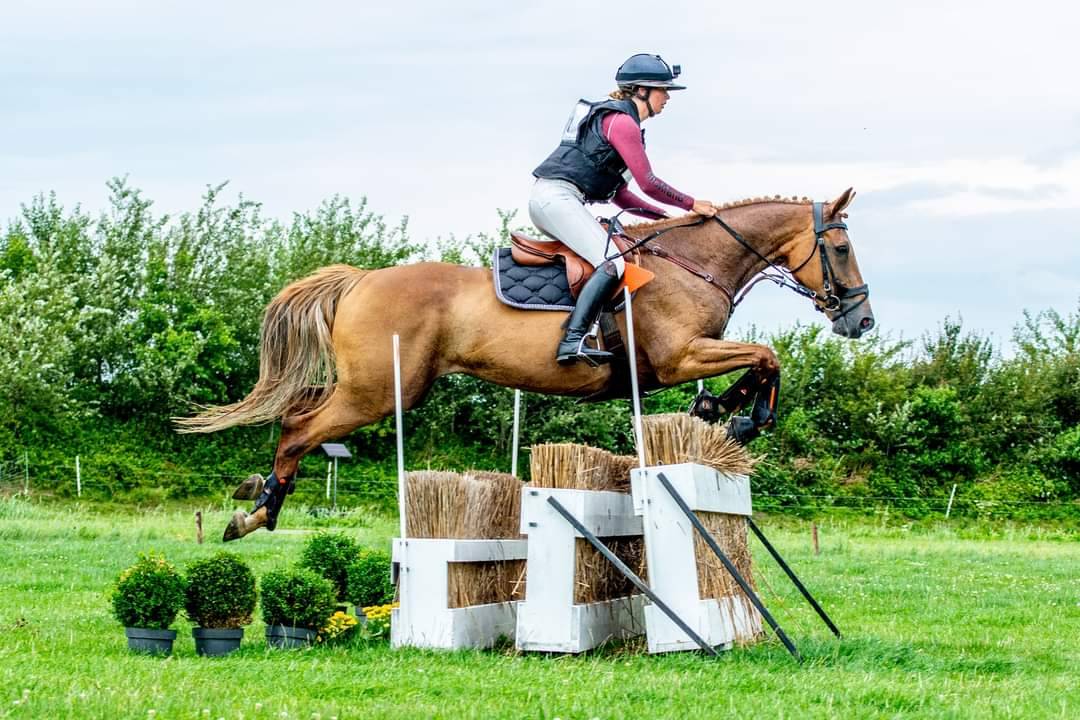 Mare BWP Belgian Warmblood For sale 2011 Chesnut