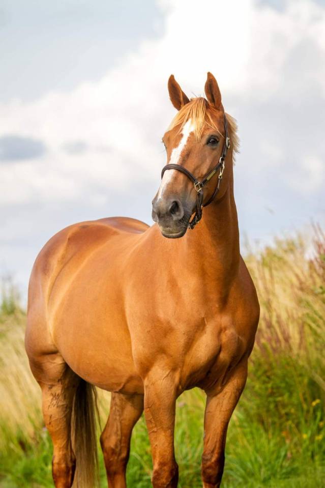 Mare BWP Belgian Warmblood For sale 2011 Chesnut