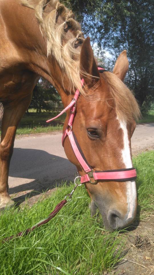 Mare BWP Belgian Warmblood For sale 2011 Chesnut