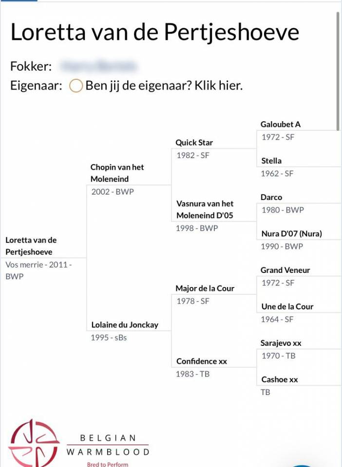 Mare BWP Belgian Warmblood For sale 2011 Chesnut