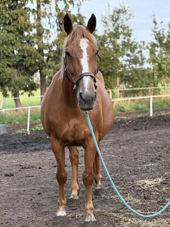 Mare BWP Belgian Warmblood For sale 2011 Chesnut
