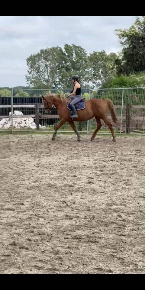 Mare BWP Belgian Warmblood For sale 2011 Chesnut