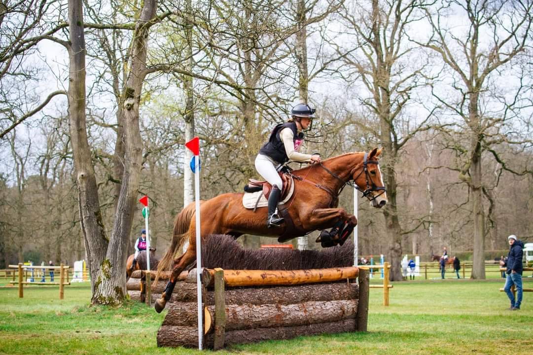 Mare BWP Belgian Warmblood For sale 2011 Chesnut