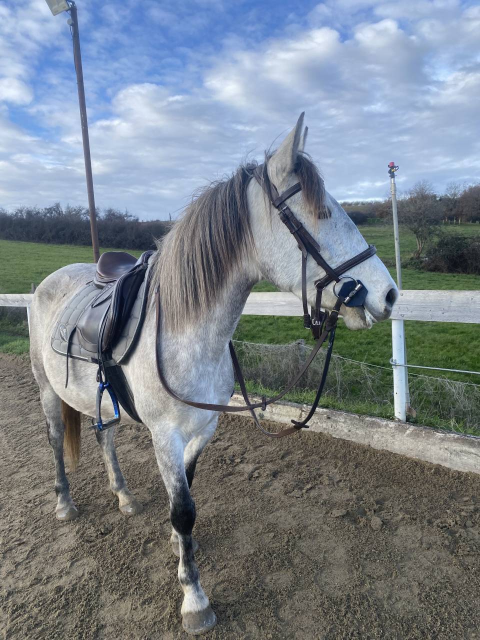 Mare No Origin Recorded For sale 2020 Grey
