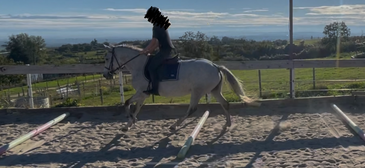 Mare No Origin Recorded For sale 2020 Grey