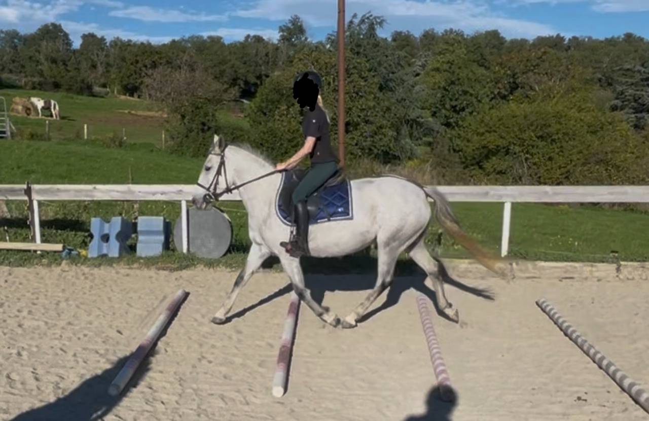 Mare No Origin Recorded For sale 2020 Grey