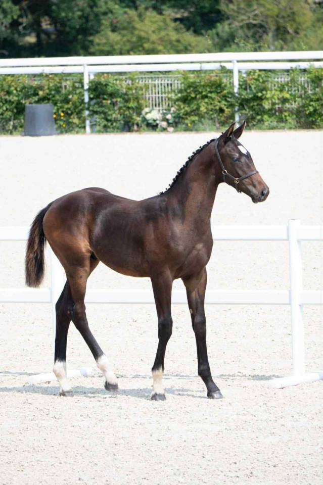 Colt Selle Français For sale 2025 Dark Bay