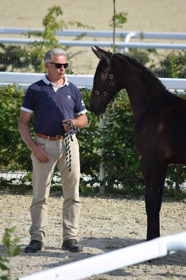 Colt Selle Français For sale 2025 Dark Bay