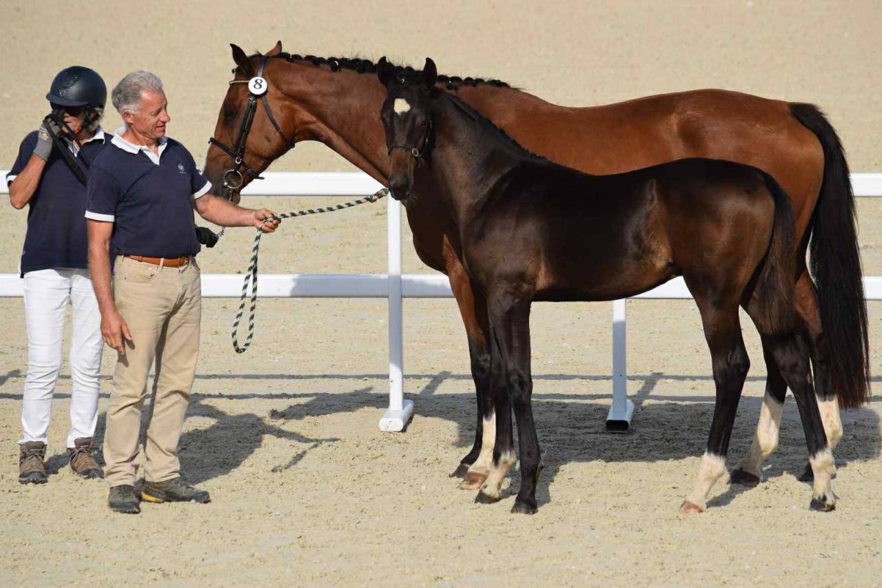 Colt Selle Français For sale 2025 Dark Bay