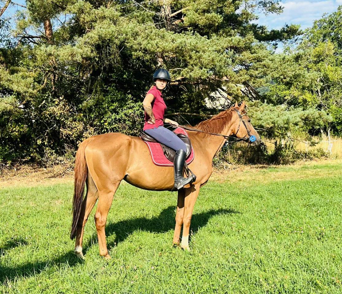 Gelding English Thoroughbred For sale 2019 Chesnut
