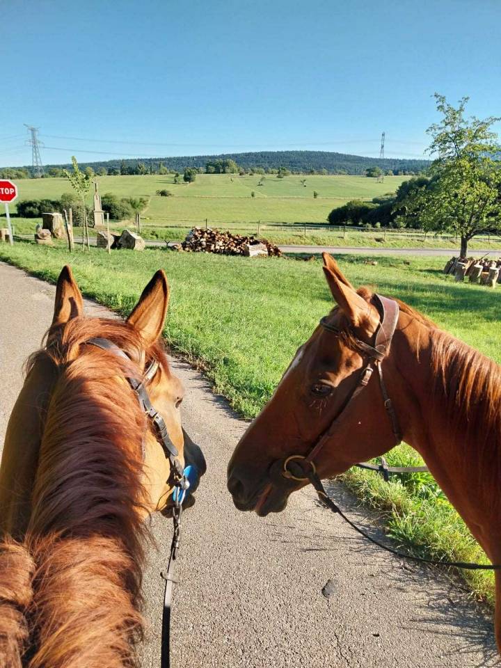 Gelding English Thoroughbred For sale 2019 Chesnut