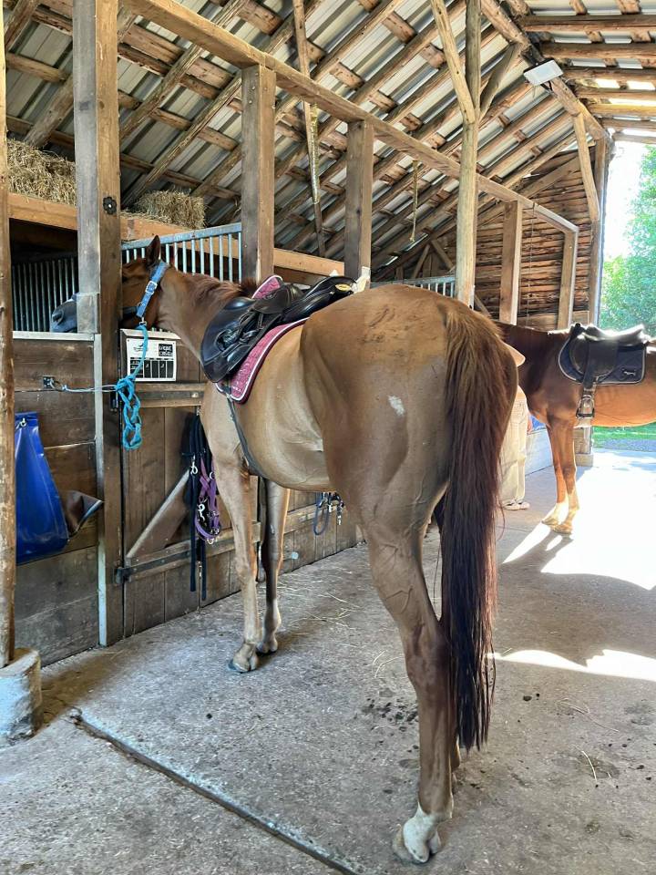 Gelding English Thoroughbred For sale 2019 Chesnut