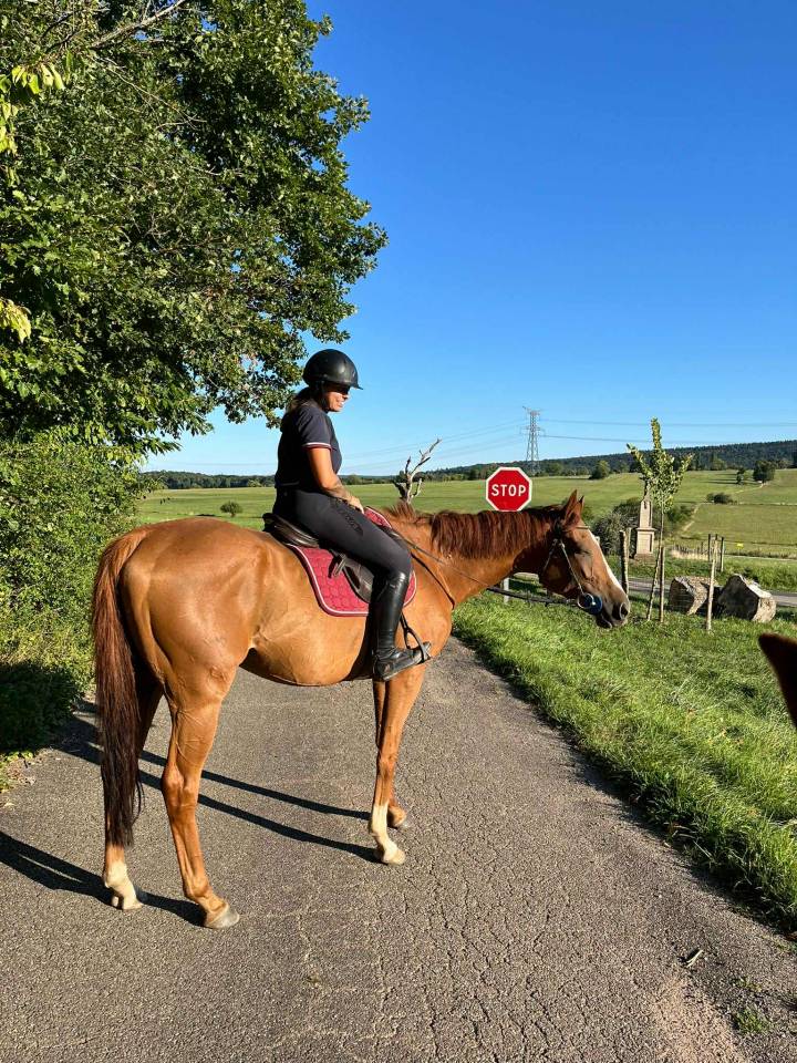 Gelding English Thoroughbred For sale 2019 Chesnut