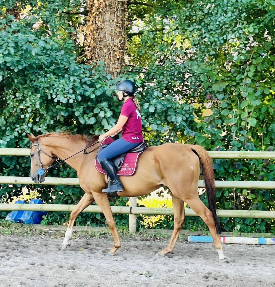 Gelding English Thoroughbred For sale 2019 Chesnut