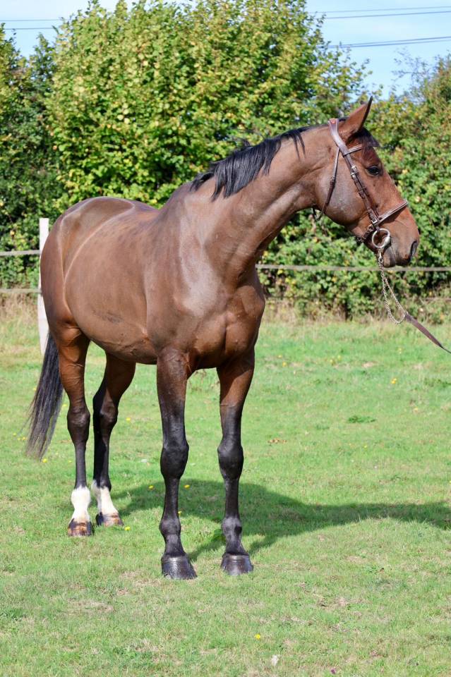 Gelding Selle Français For sale 2018 Bay