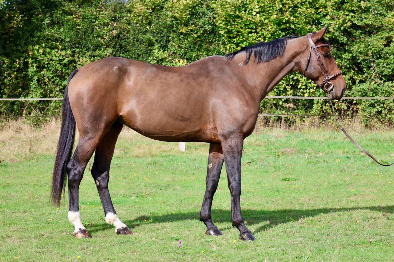 Gelding Selle Français For sale 2018 Bay