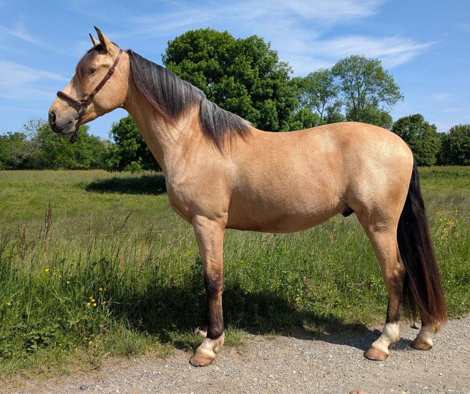Gelding PRE Pure Spanish Bred For sale 2021 Buckskin