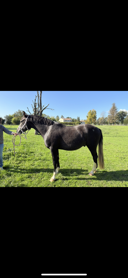 Gelding Welsh Part Bred For sale 2023 Grey